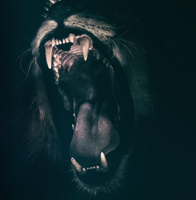 Lion Wildlife Encounter