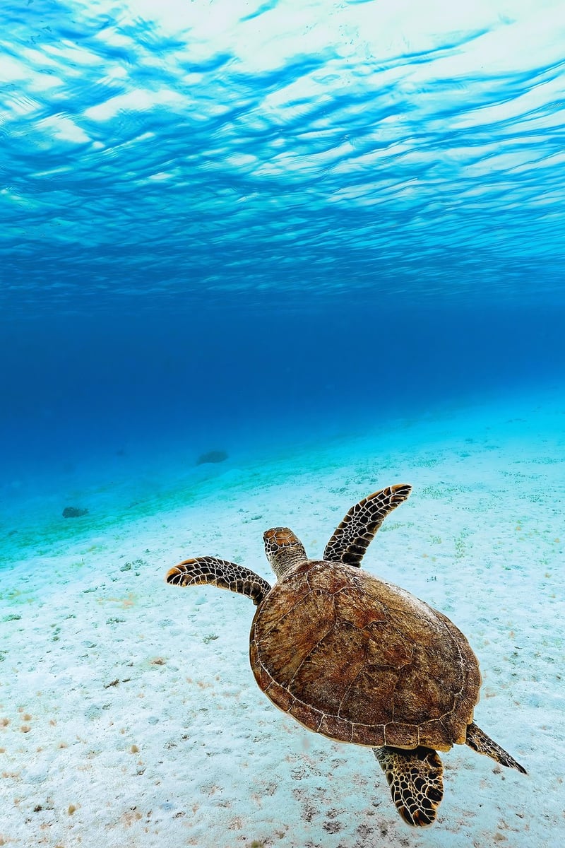 Marine Life Encounter